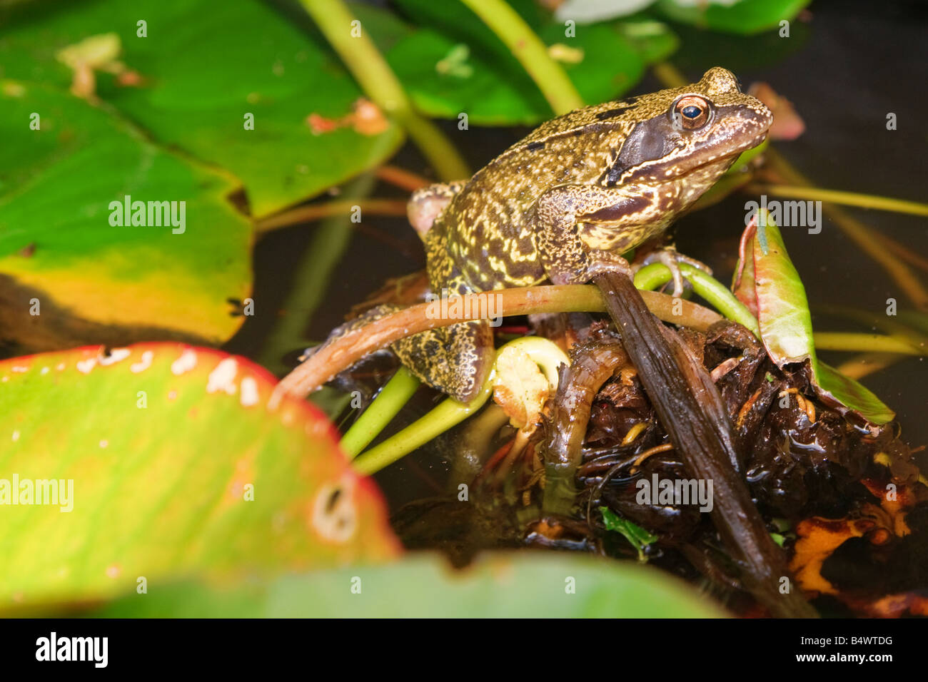 A colour photograph of an English common frog on lily roots View from