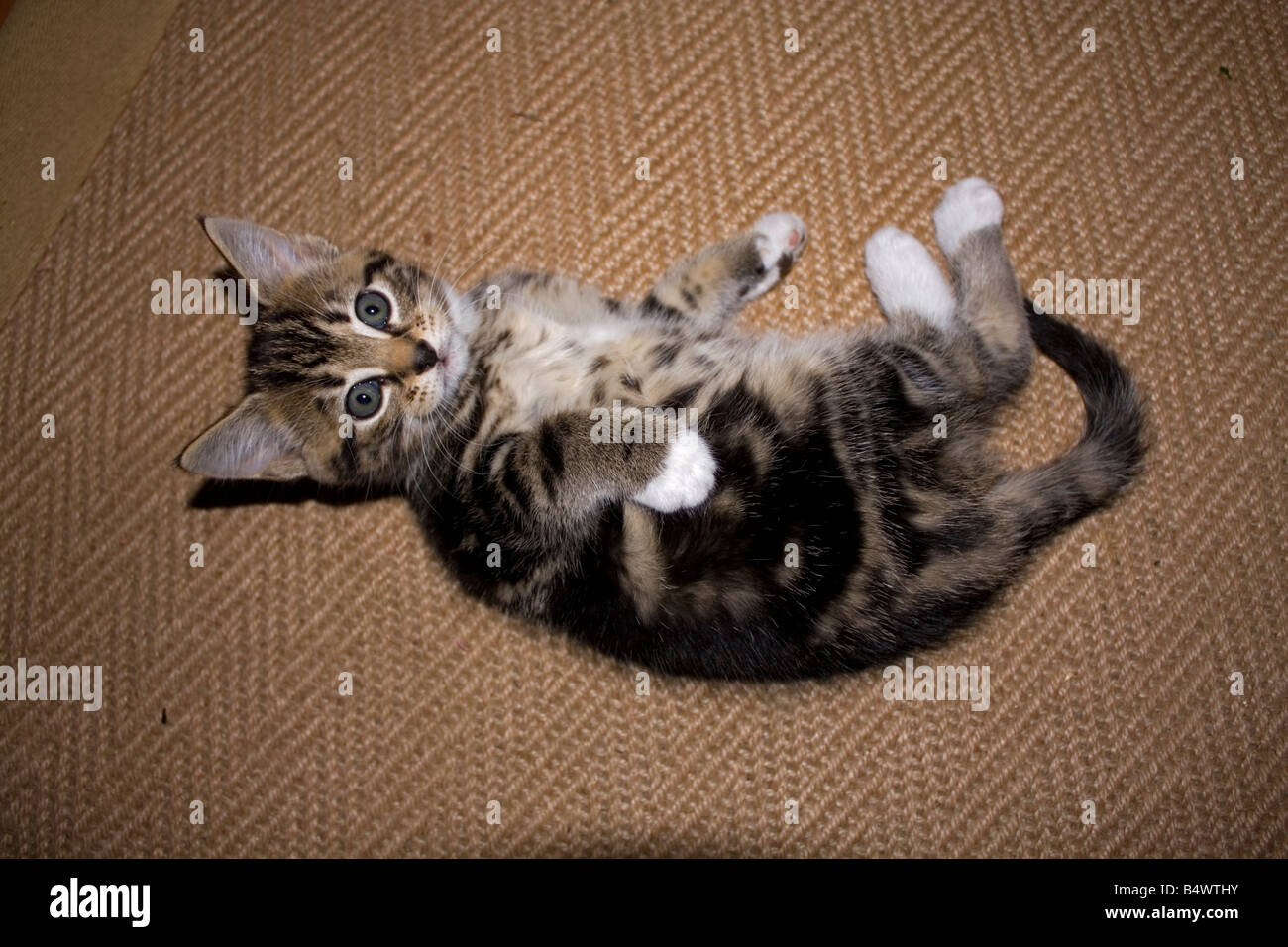 Young tabby kitten Cotswolds UK Stock Photo - Alamy