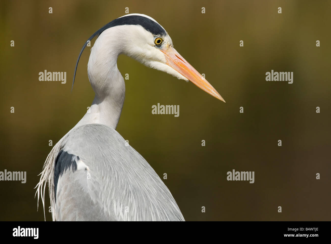 Adult Grey Heron Ardea cinerea close up of head and shoulders standing patiently watching for prey in Worcestershire. Stock Photo
