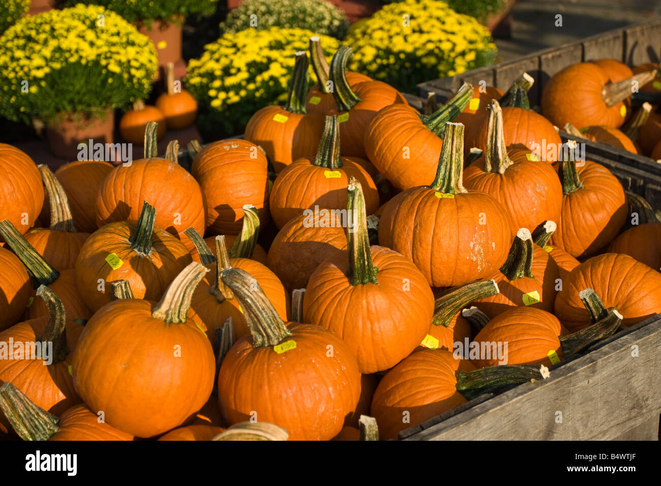 Halloween Pumpkin Stands At Autumn Festival Stock Photo 20237127