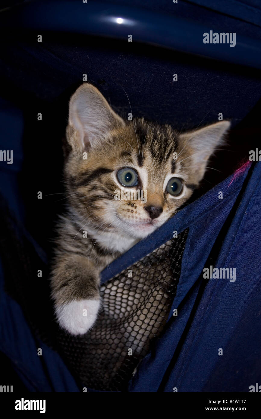 Young tabby kitten Cotswolds UK Stock Photo - Alamy
