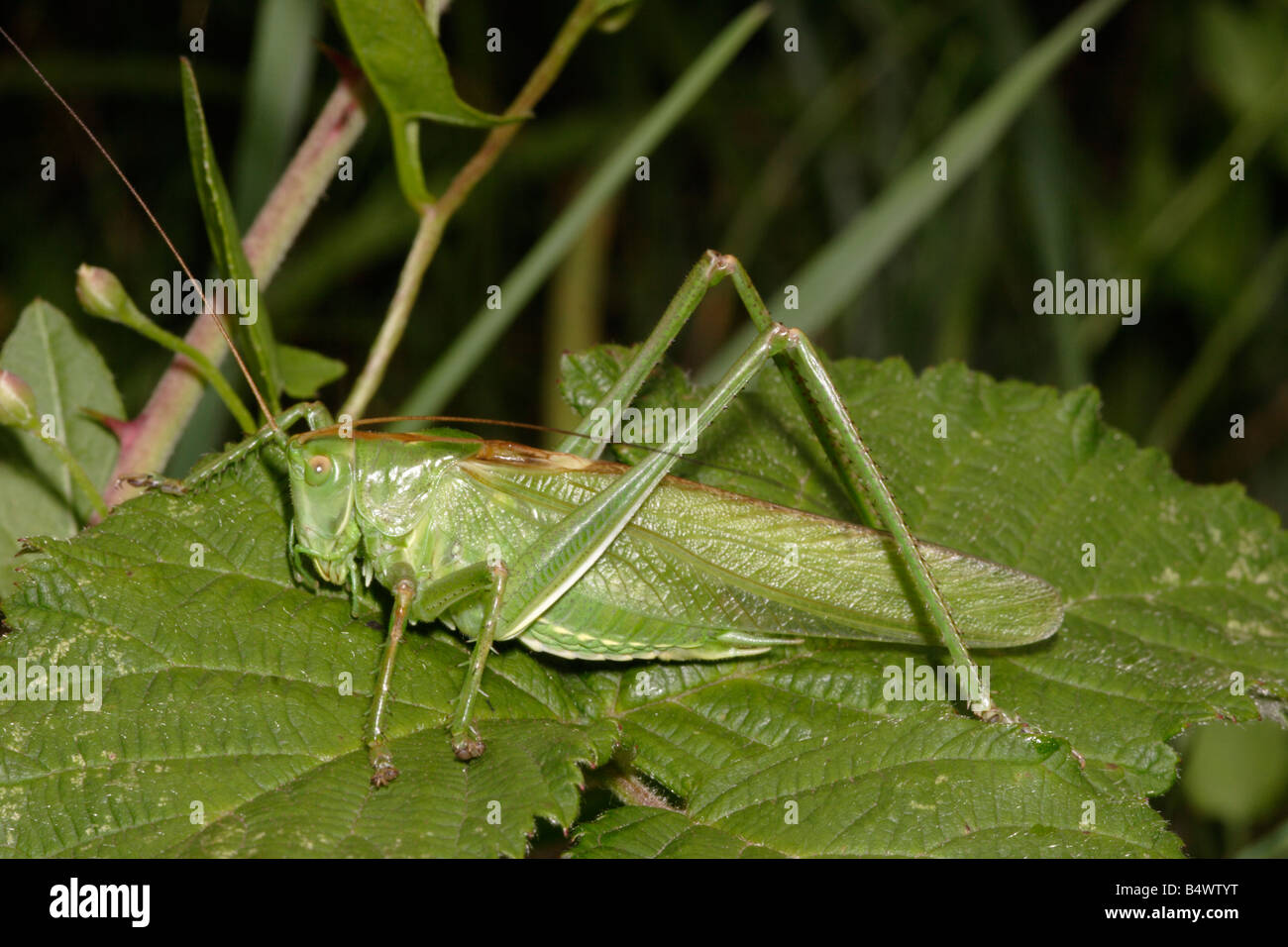 Great green bush cricket Tettigonia viridissima Tettigoniidae male UK Stock Photo