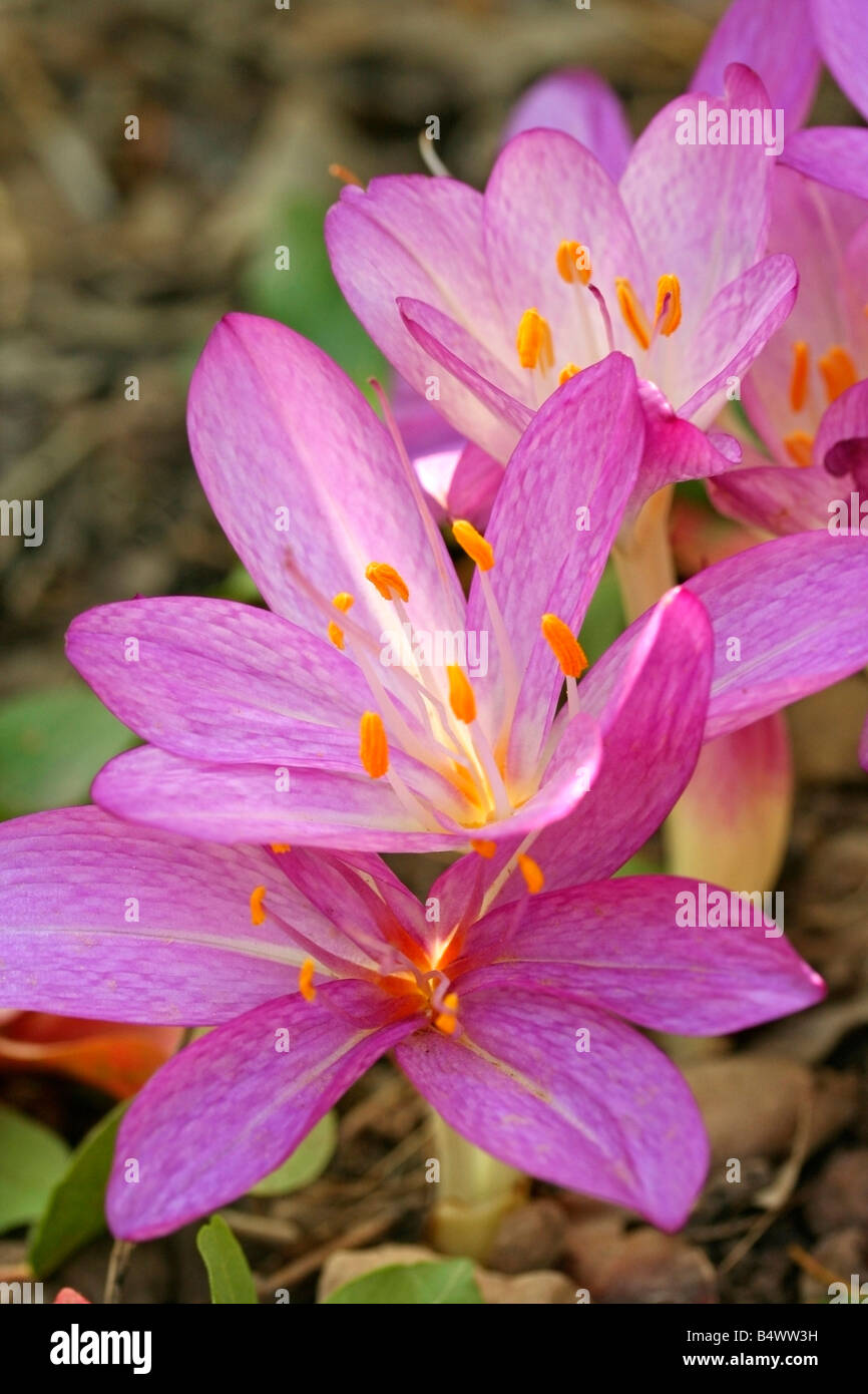 Meadow saffron Colchicum autumnale Stock Photo Alamy