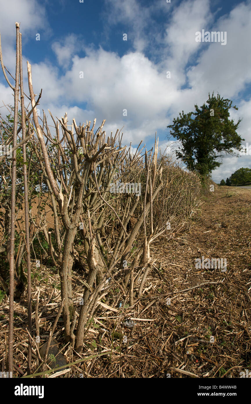Recently cut hedge, England Stock Photo Alamy