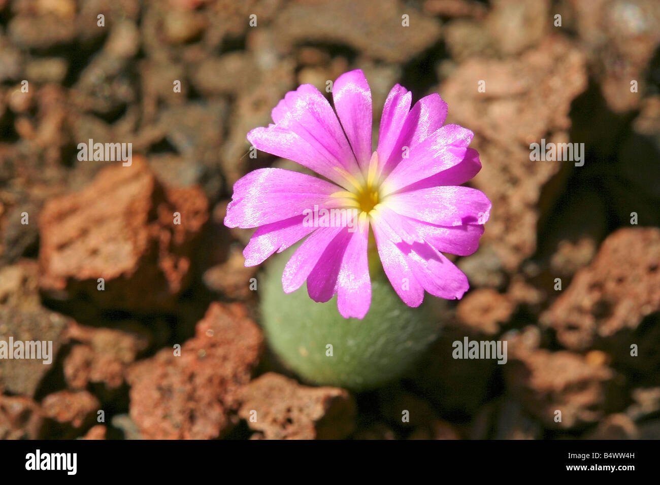 Flowering stone Conophytum mirabile Stock Photo