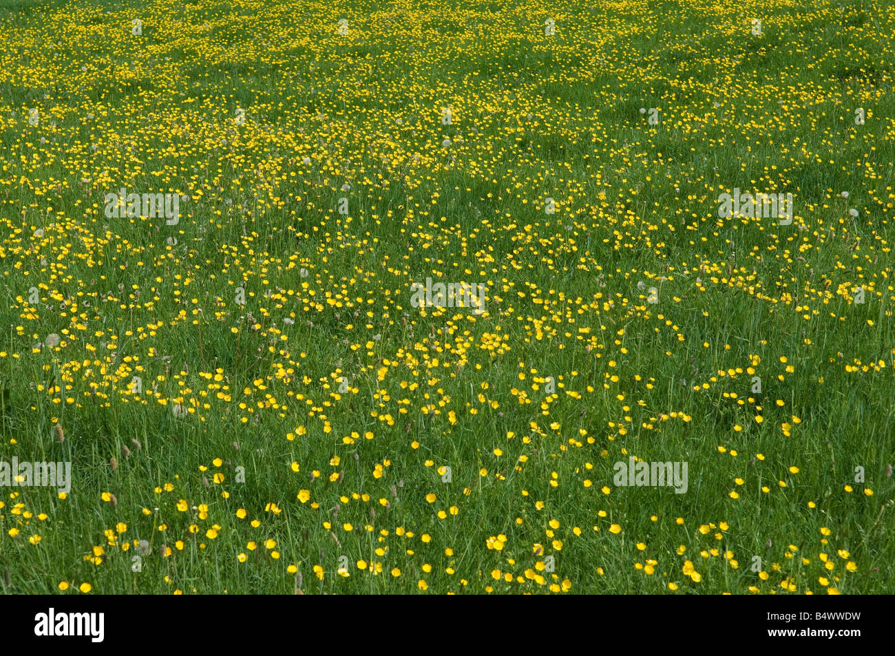 Buttercups in field Stock Photo Alamy