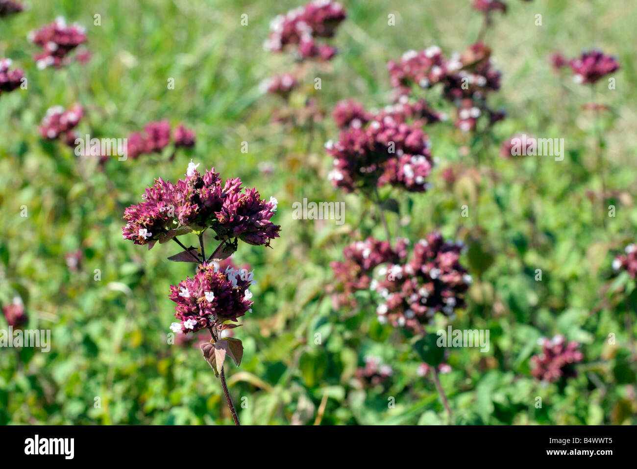 Origanum vulgare marjoram native herb purple wild wildflower flower hi