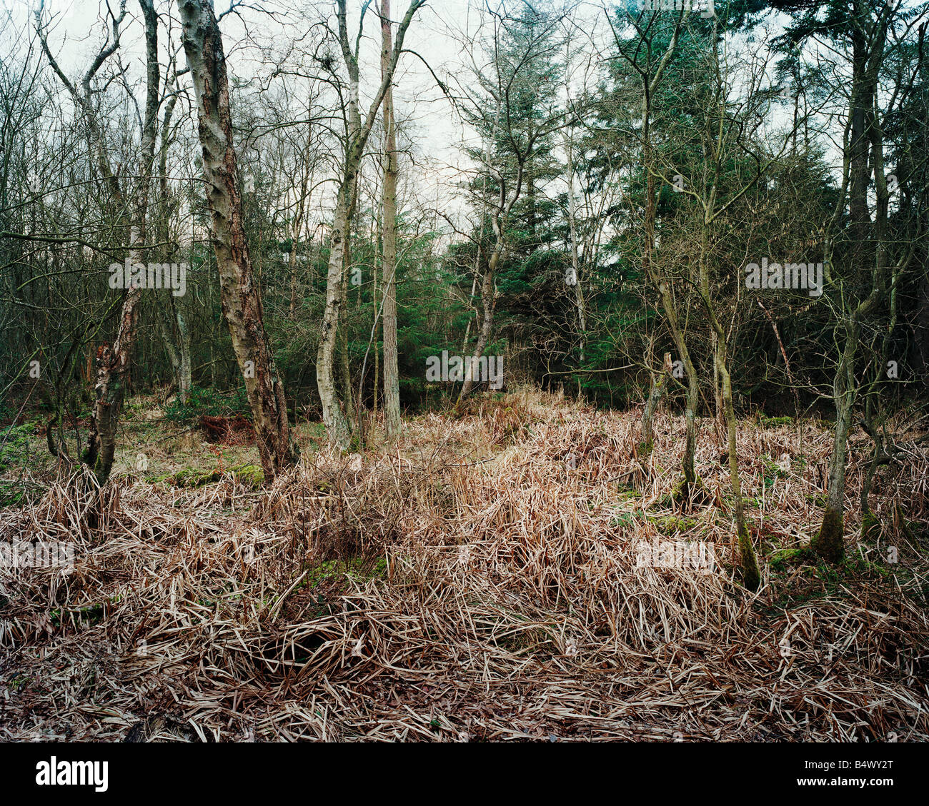 Clearing in woodland Stock Photo Alamy Clearing in woodland Stock Photo Alamy