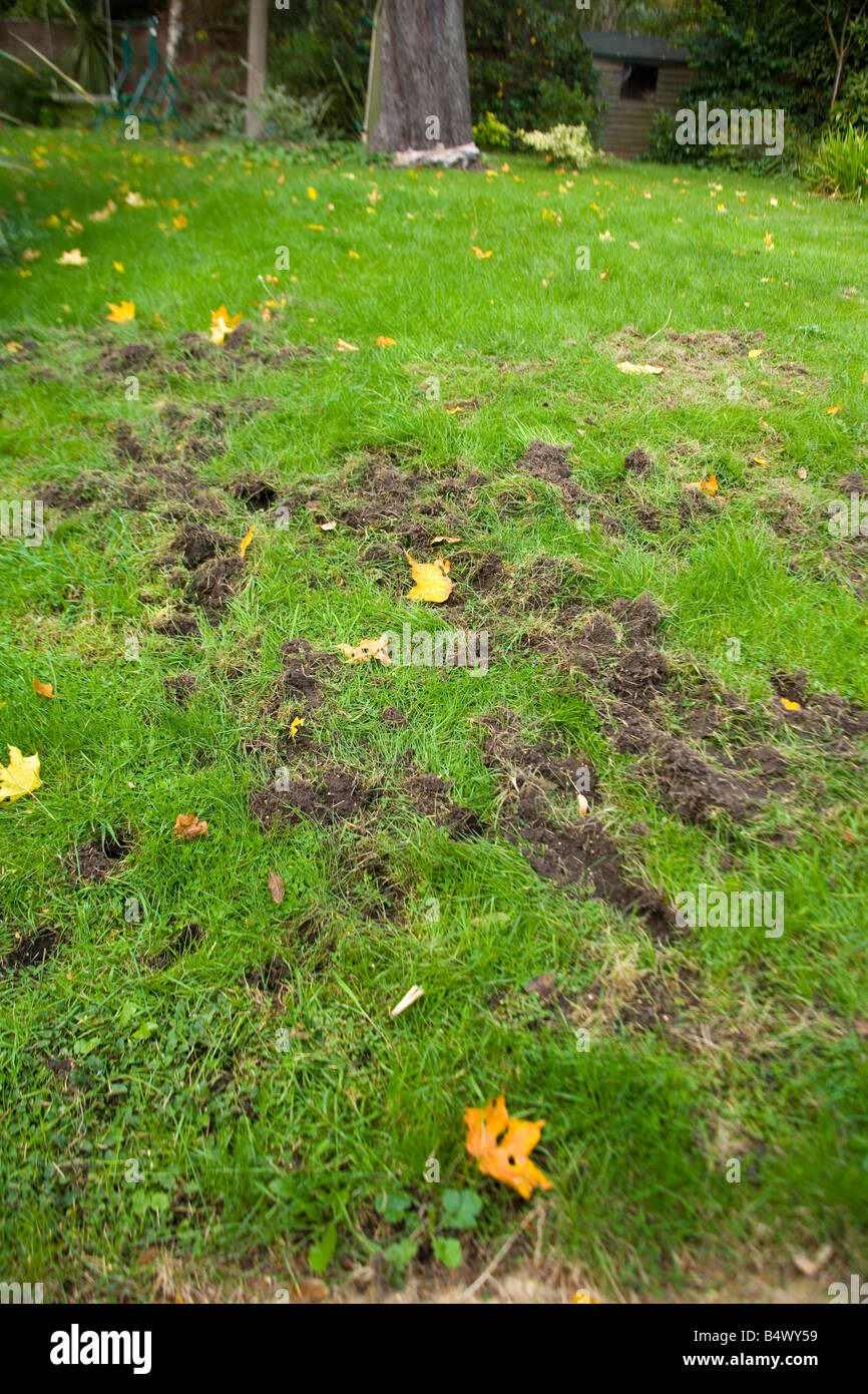 Garden badger digging hires stock photography and images Alamy