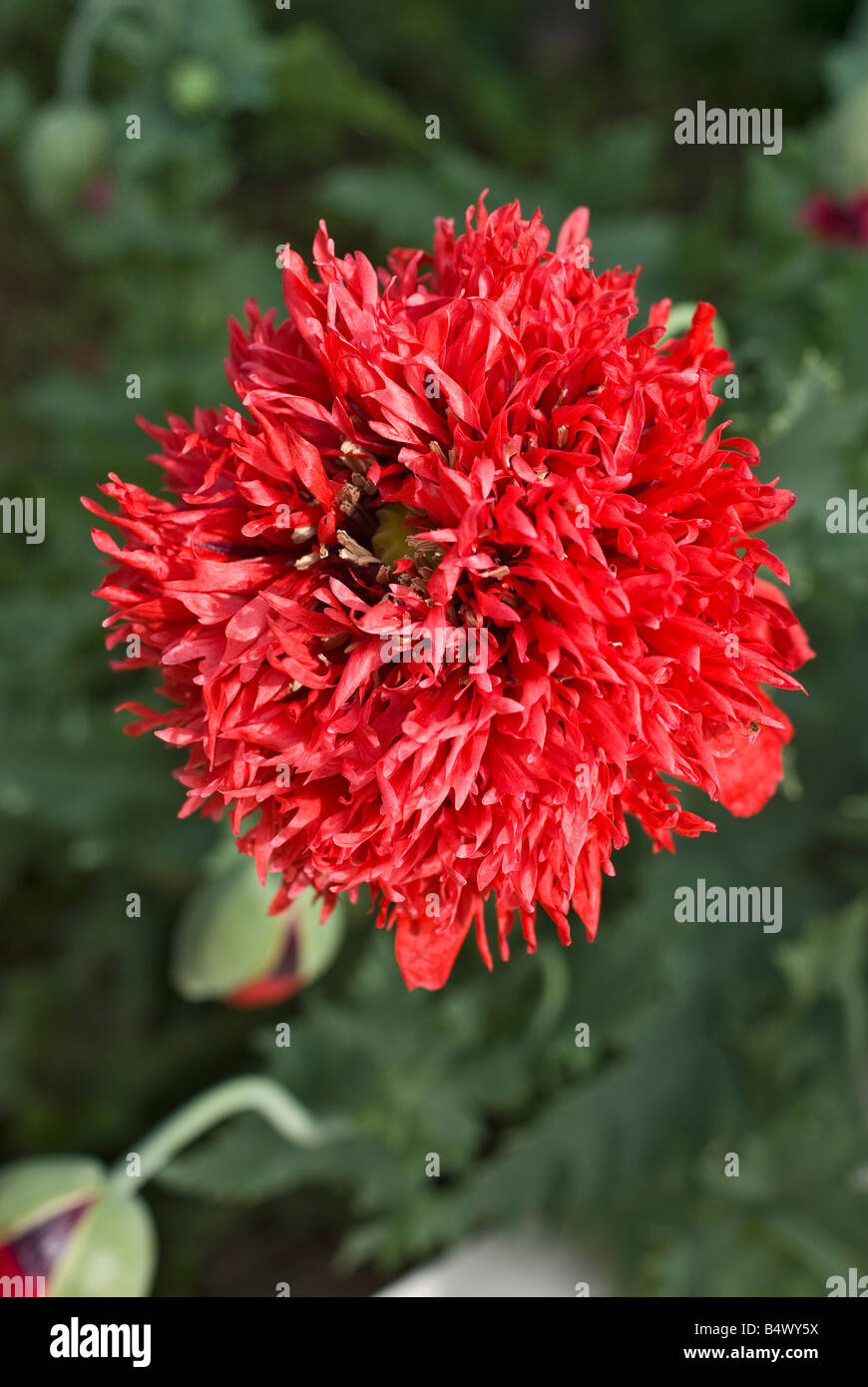 red double poppy Papaver orientale flowering in June Stock Photo
