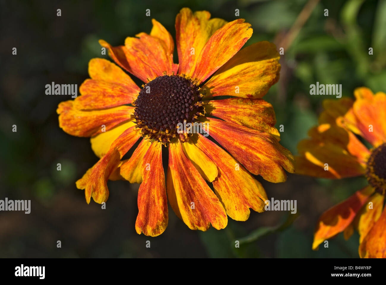 Helenium Sahin's early flowering flowers in September Stock Photo Alamy