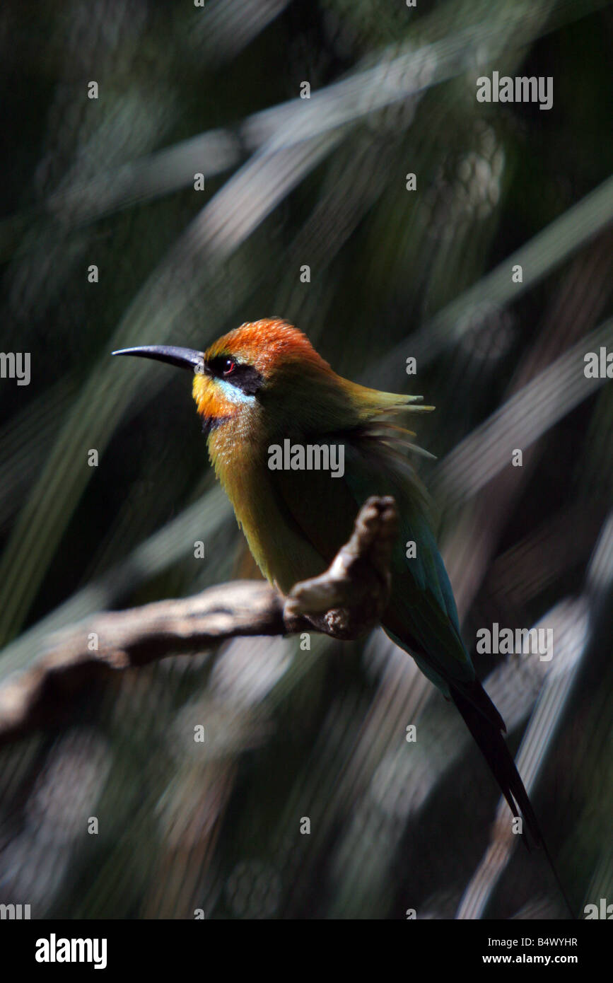 Rainbow Bee Eater Stock Photo - Alamy