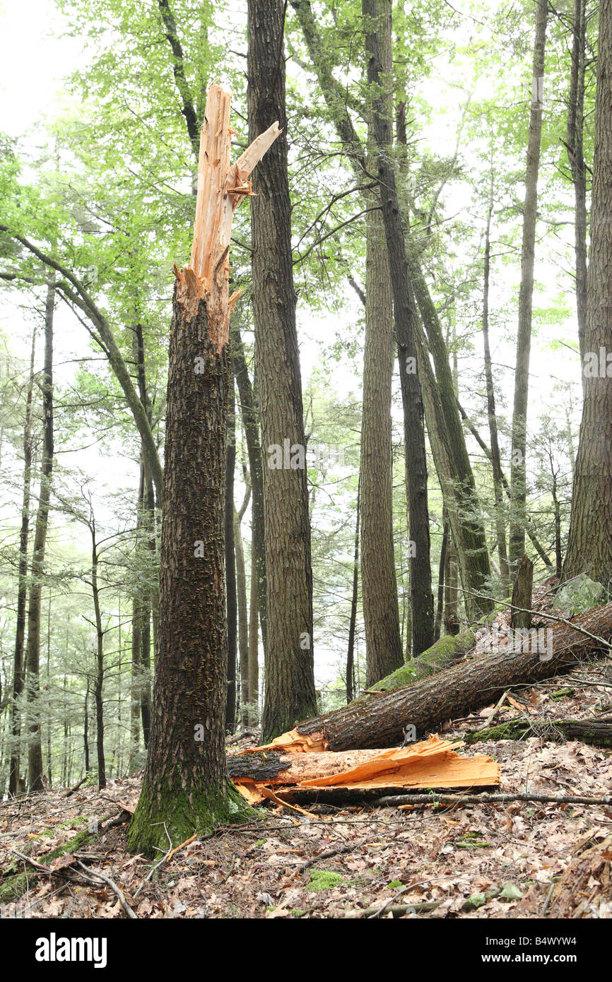 Dead tree struck by lightning hires stock photography and images Alamy