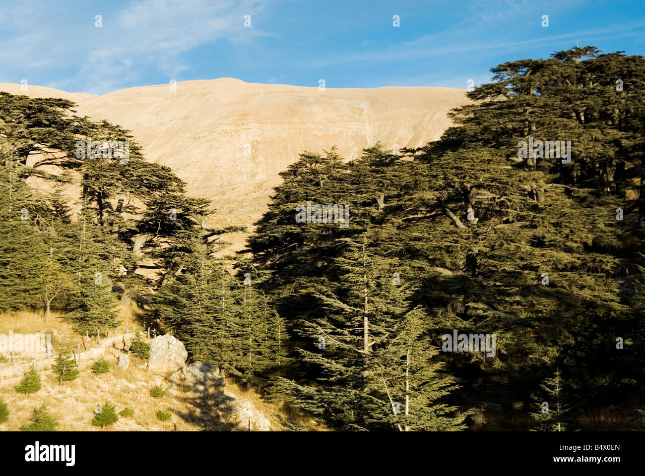 Cedars reserve Lebanon Middle East Stock Photo