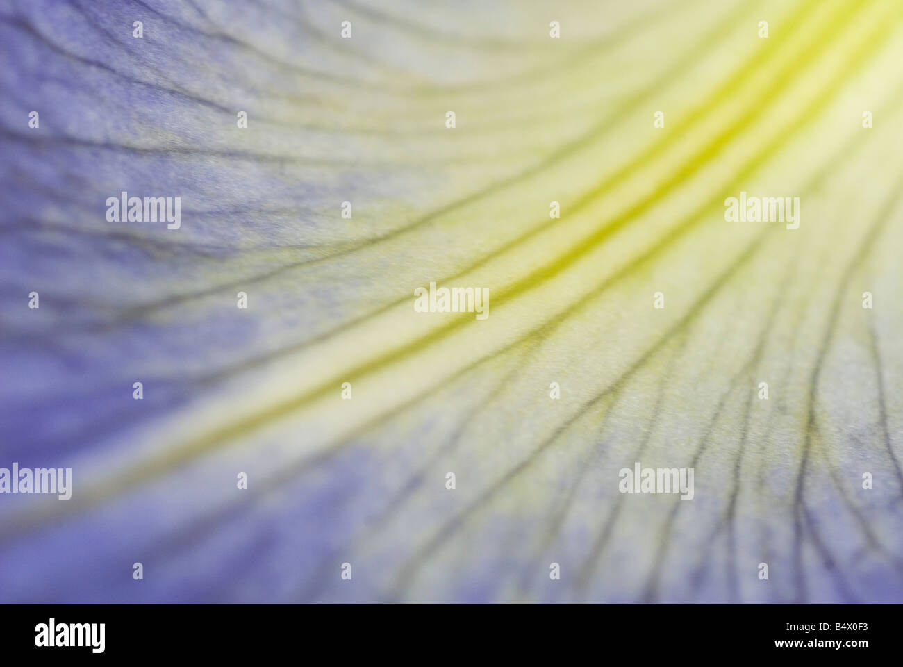detail of a iris petal Stock Photo - Alamy