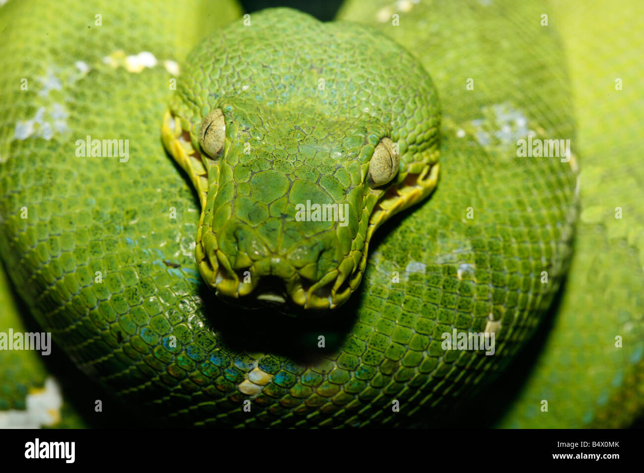 Close up photo of an Emeral Tree Boa taken with macro lens could also be a Green Tree Python Scientific Name Corallus caninus Stock Photo