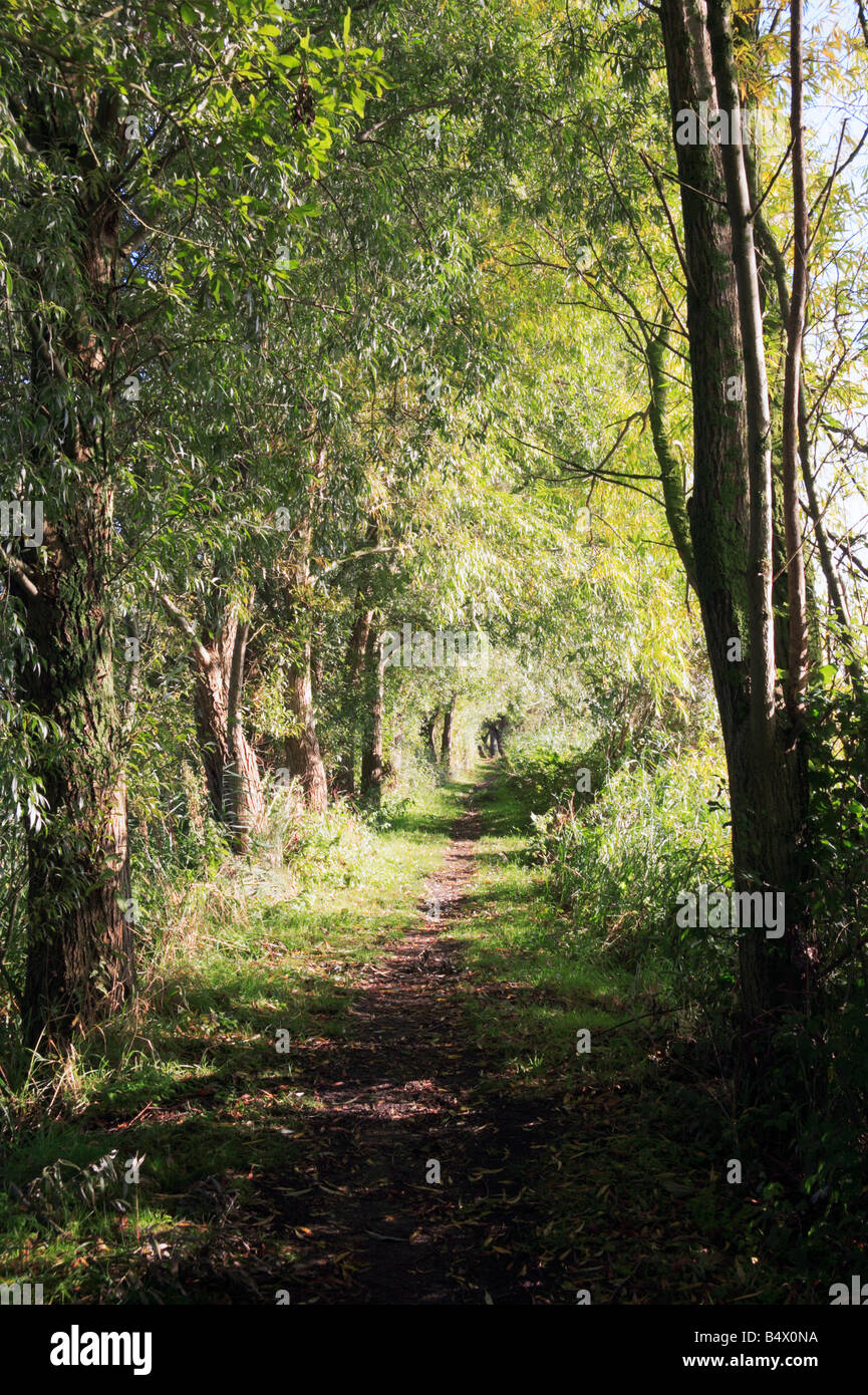 Long Distance Paths Uk Wherrymans Way long distance path through an avenue of trees by the ...