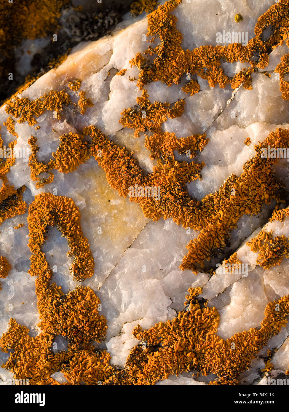 Orange lichens growing on a milky quartz, a white rock found on a cliff side in Gananoque, Ontario Stock Photo