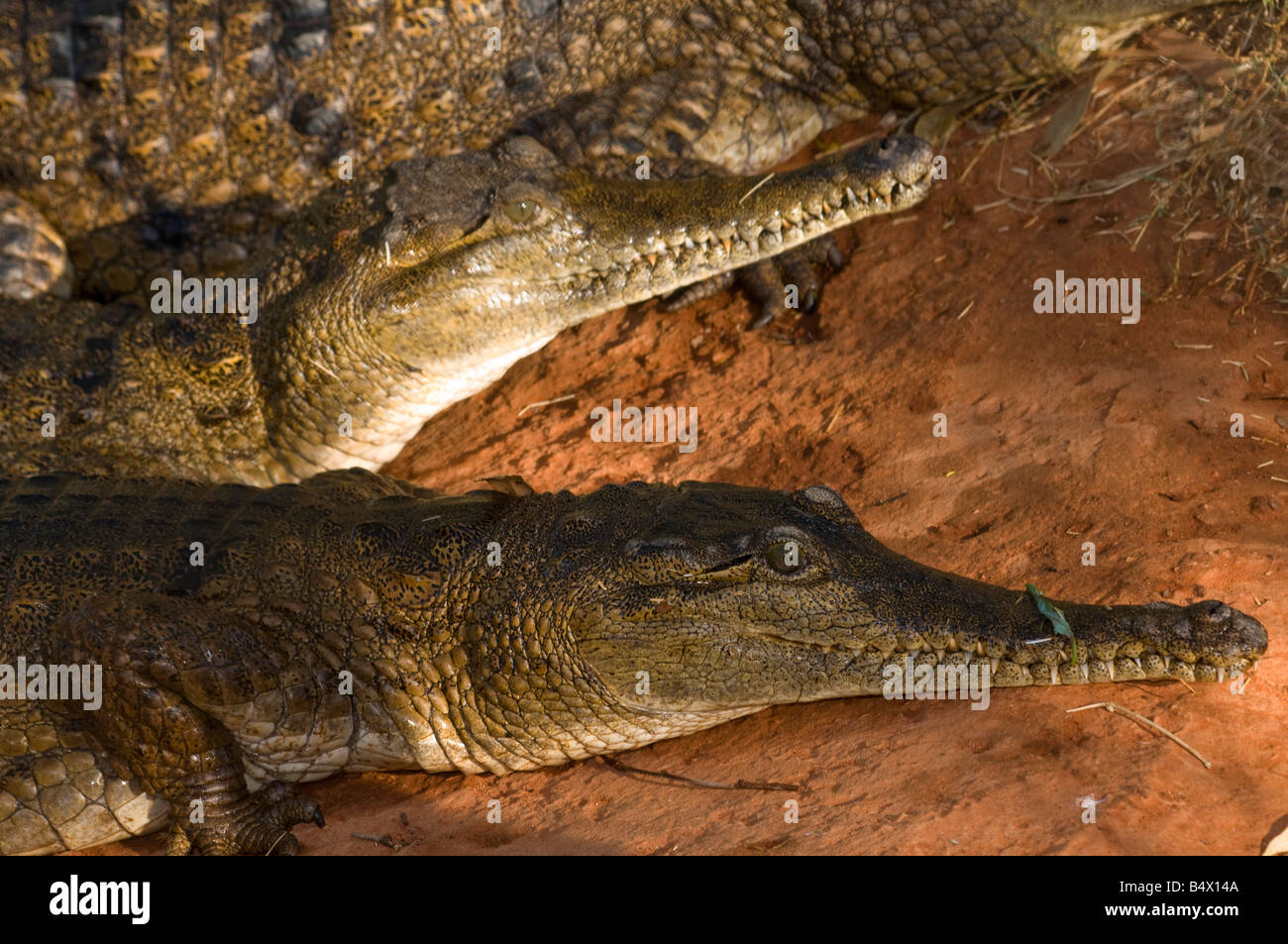 s crocodile freshwater crocodiles Stock Photo - Alamy