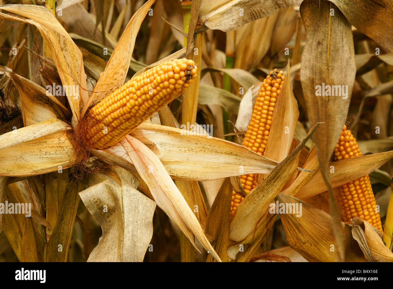 corn in the fields in autumn Stock Photo