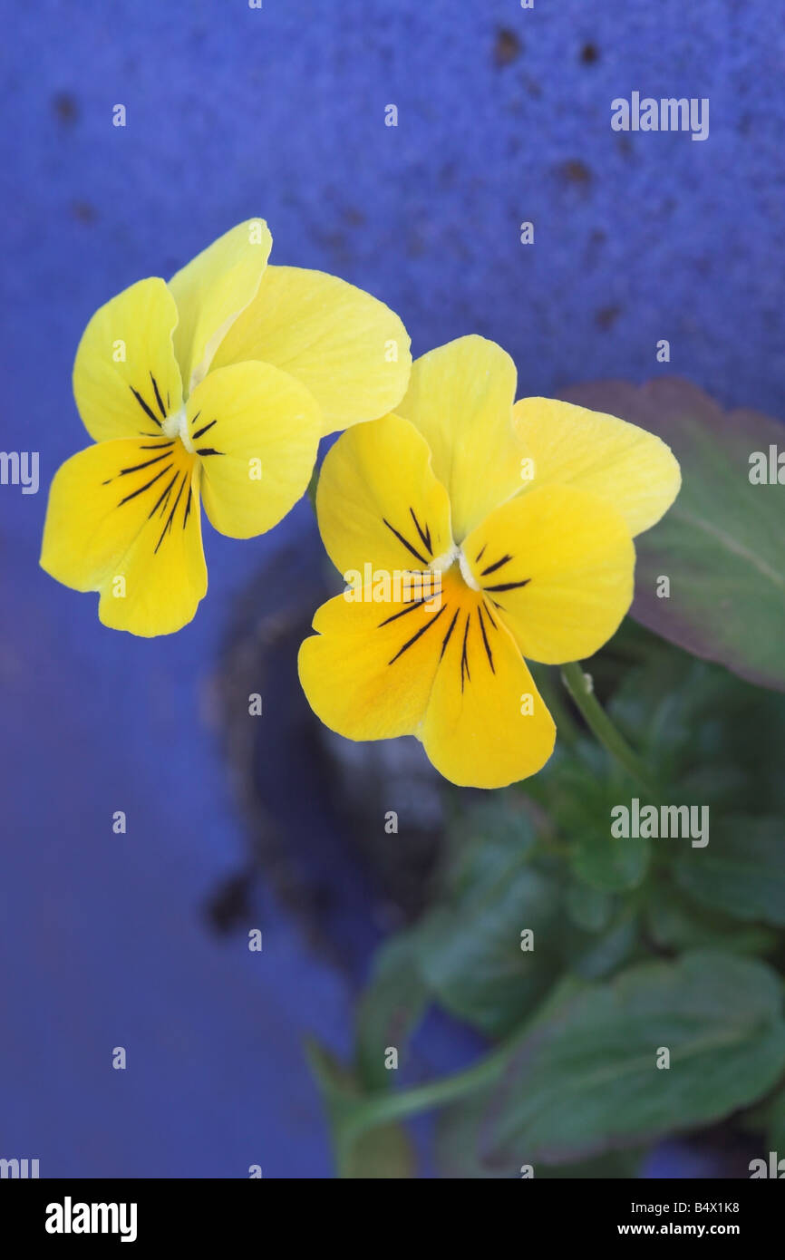 Close up of winter flowering Yellow Violas planted in a blue container against a blue background, UK Stock Photo