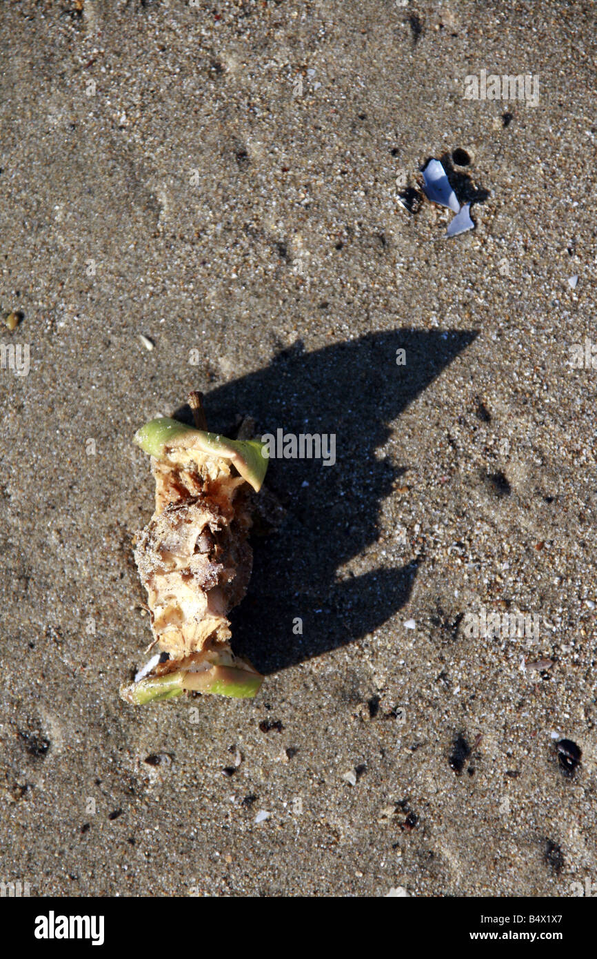 one old apple core left on beach outdoors Stock Photo - Alamy