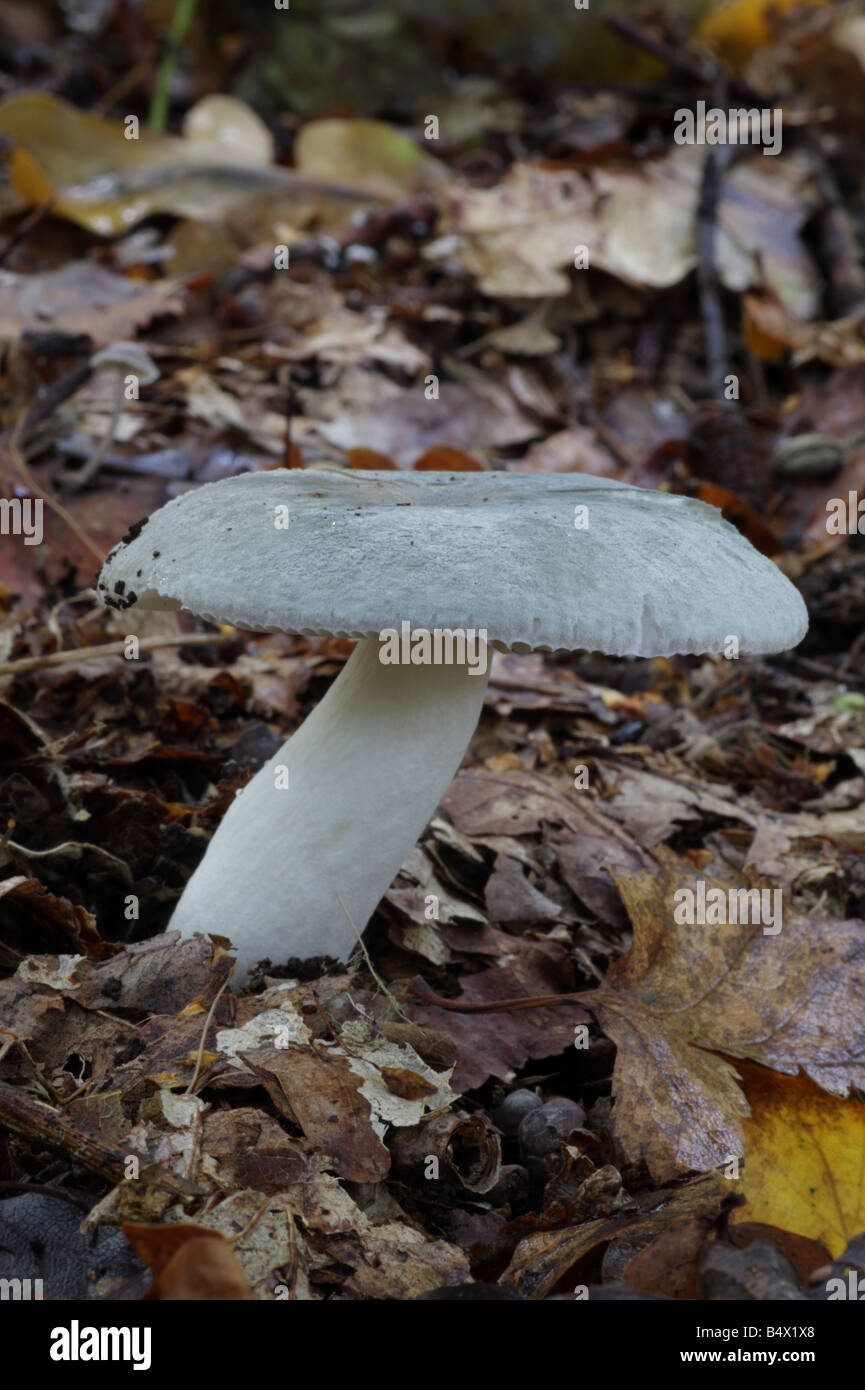 Powdery Brittlegill Russula parazurea Stock Photo Alamy