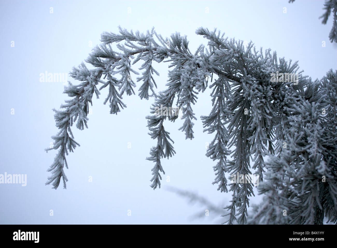 Frost on Conifer Stock Photo Alamy