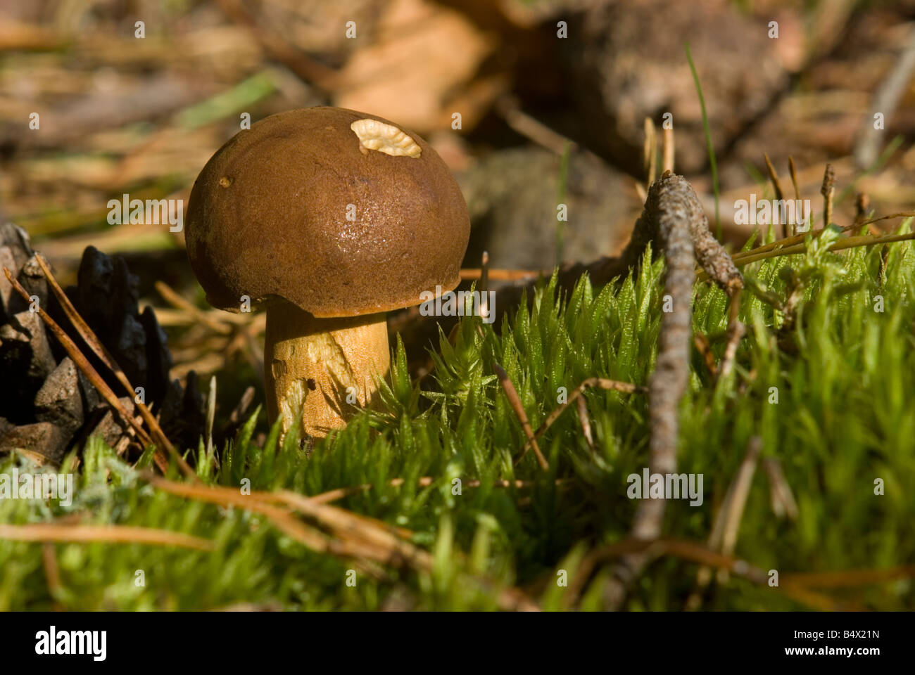 wild mushroom 2 Stock Photo