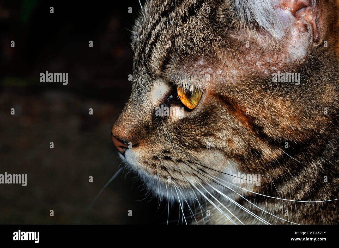 Profile Of A Female Domestic Cat Stock Photo
