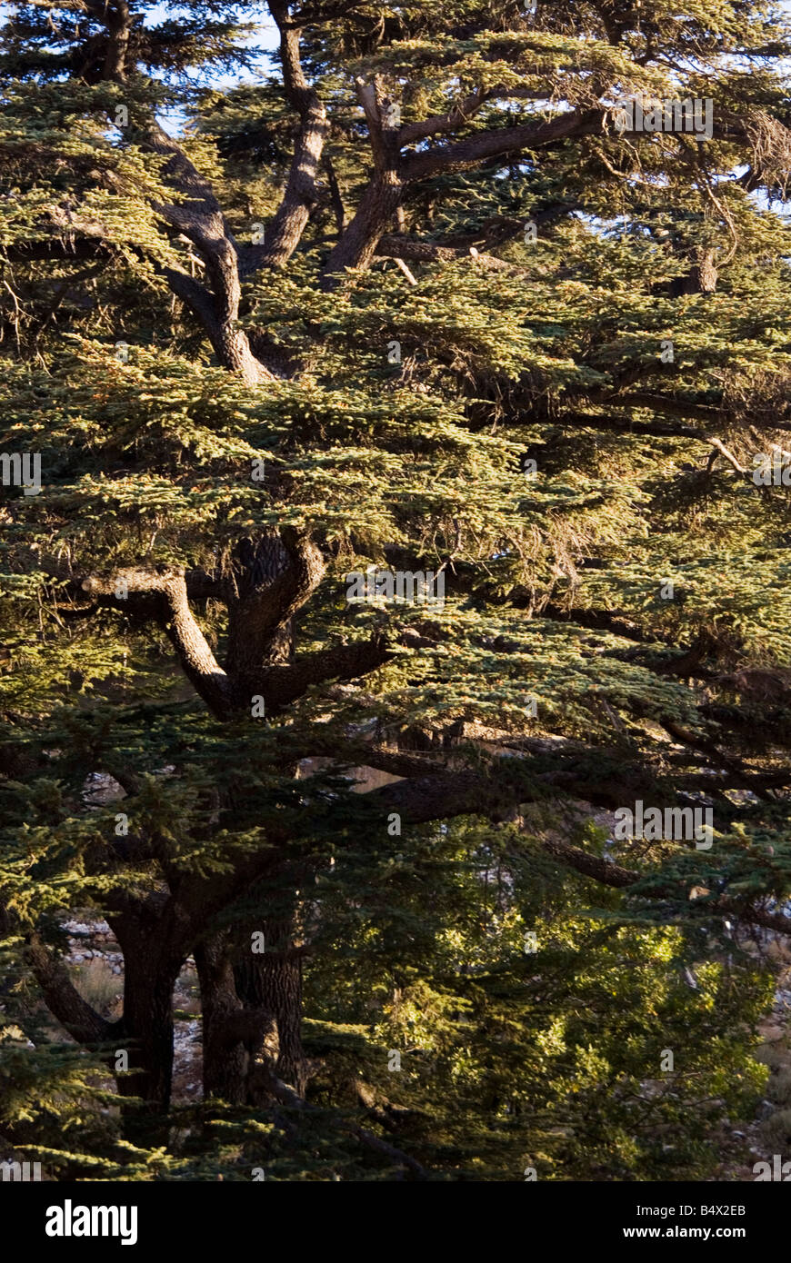 Close up of a cedar tree Lebanon Middle East Stock Photo