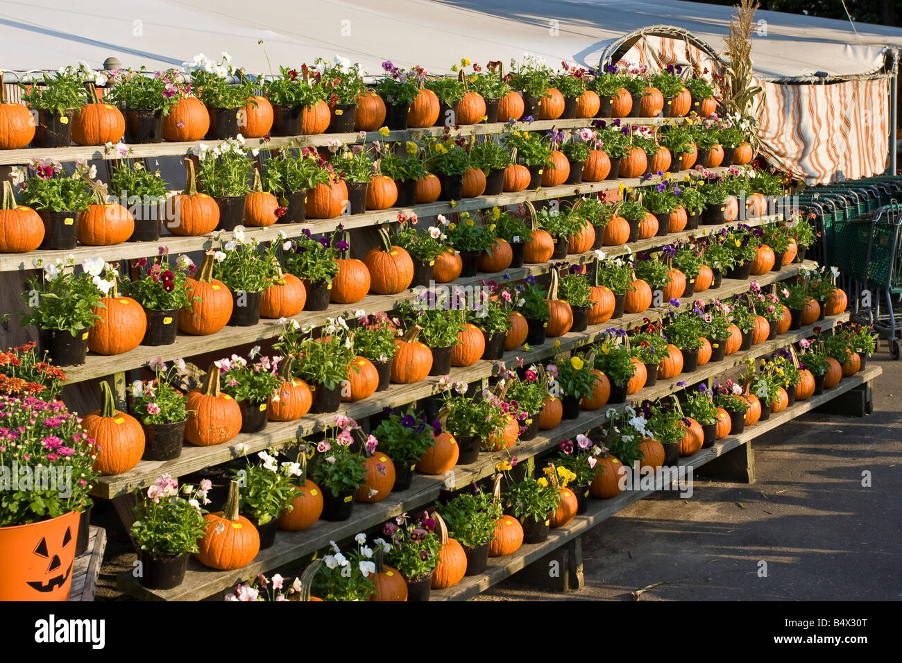 Pumpkins on Display at an Outdoor Market Stock Photo - Alamy