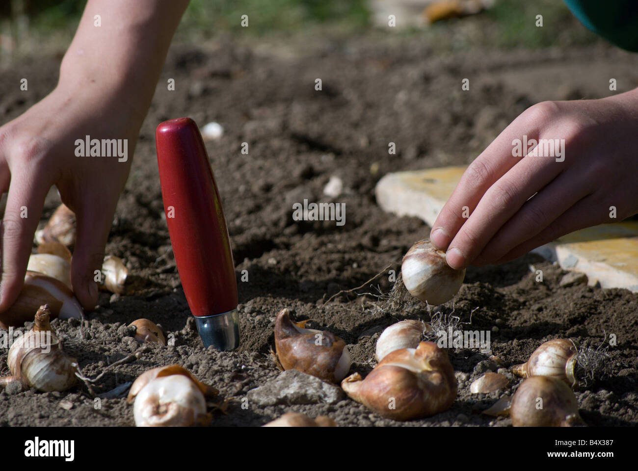Parks and Recreation workers planting tulip bulbs for next spring Stock Photo