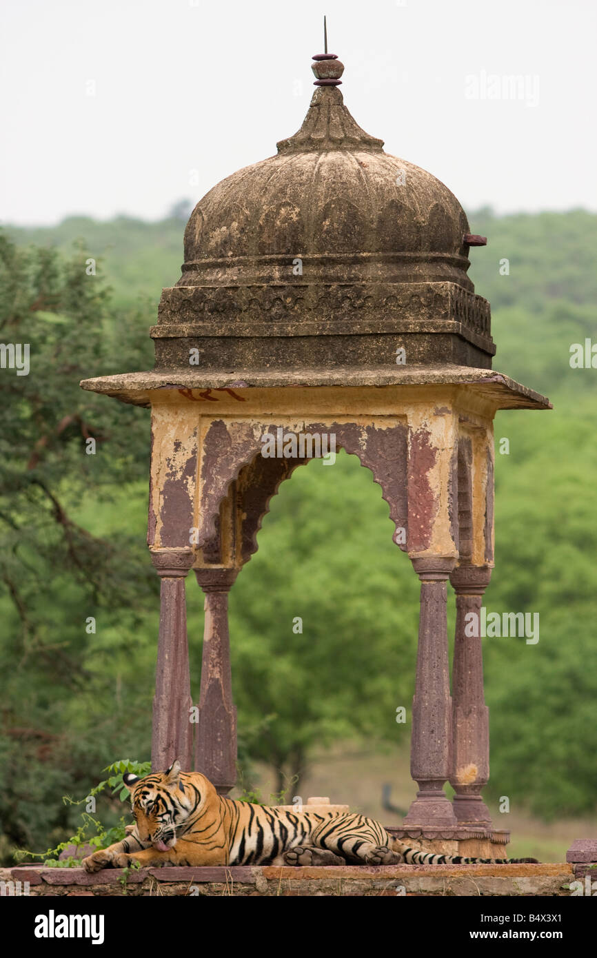 Chattri in ranthambore fort hi-res stock photography and images - Alamy