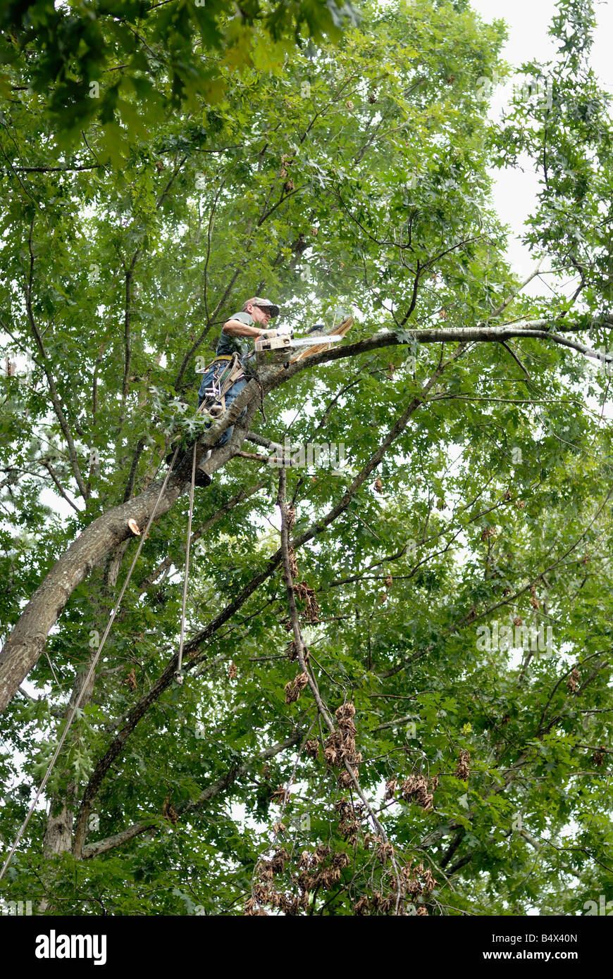 A tree surgeon removing an Oak tree Stock Photo Alamy