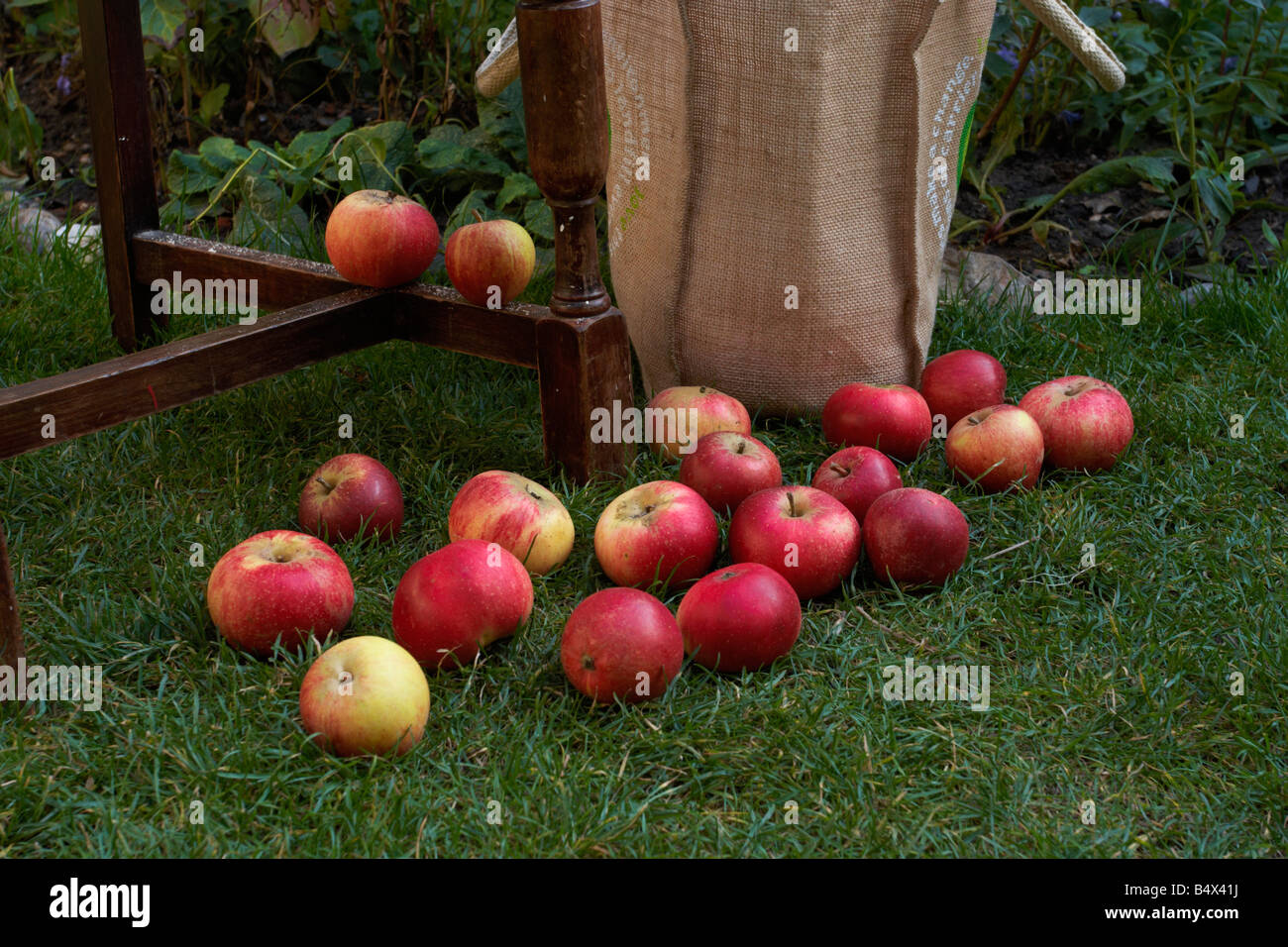 apples in garden,discovery Stock Photo