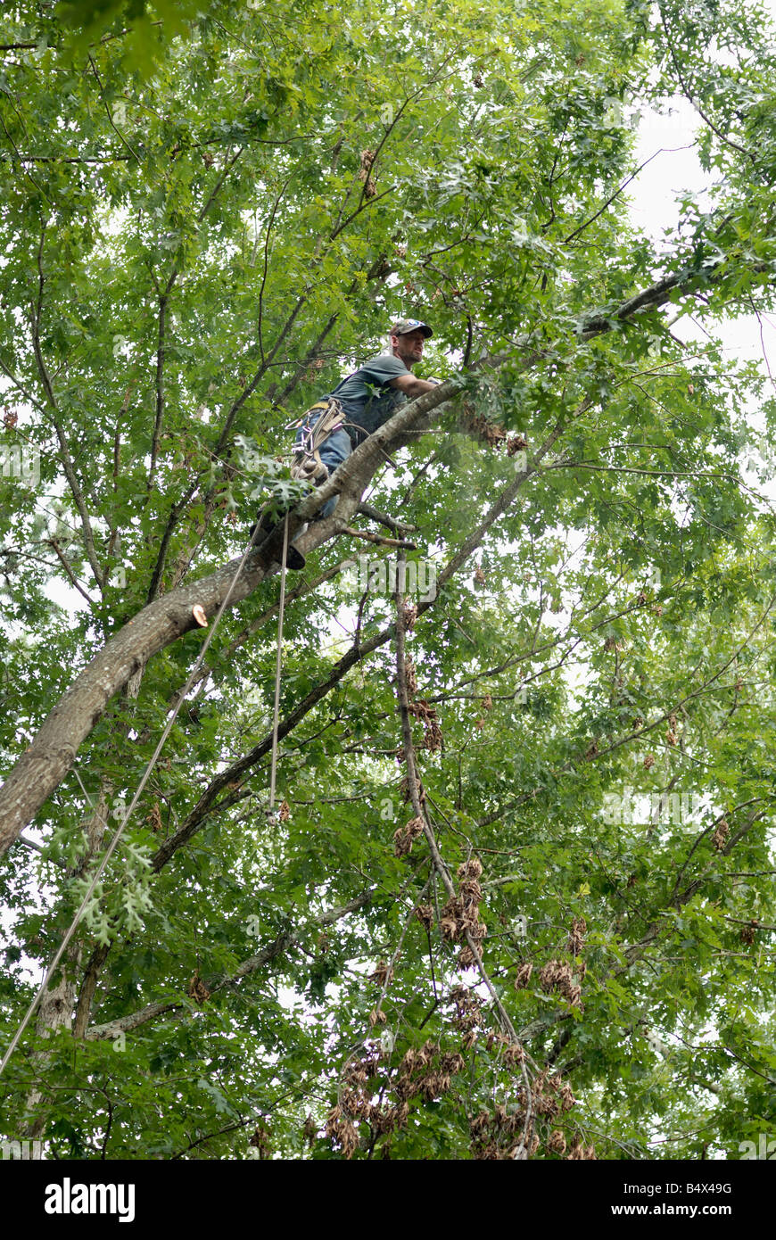 Sawing tree limb hires stock photography and images Alamy