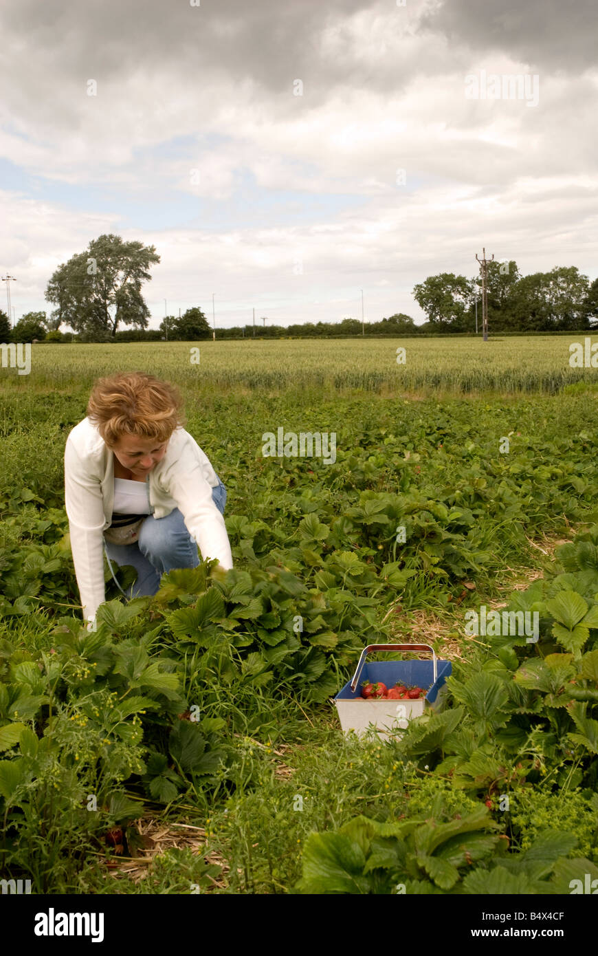 A woman picking strawberries Stock Photo - Alamy