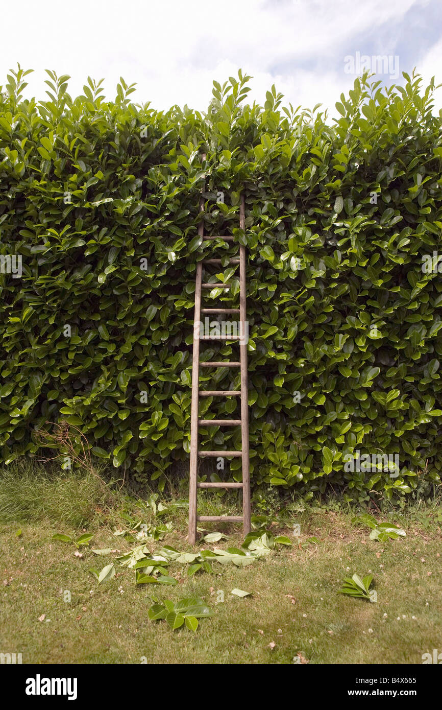 Hedge trimming ladder hires stock photography and images Alamy