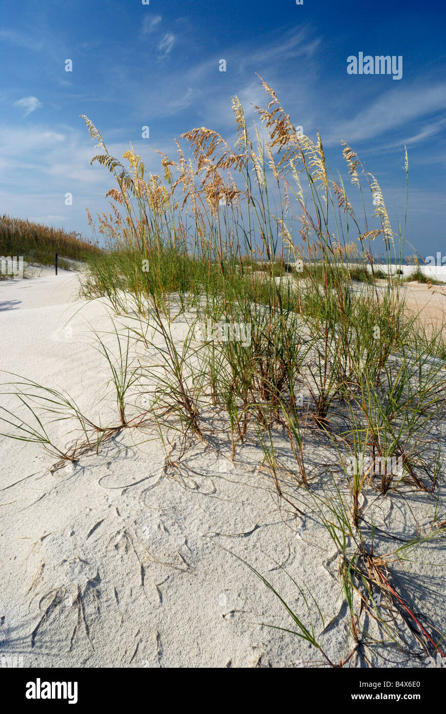 Sand dune on Anastasia Beach, St. Augustine Florida Stock Photo Alamy