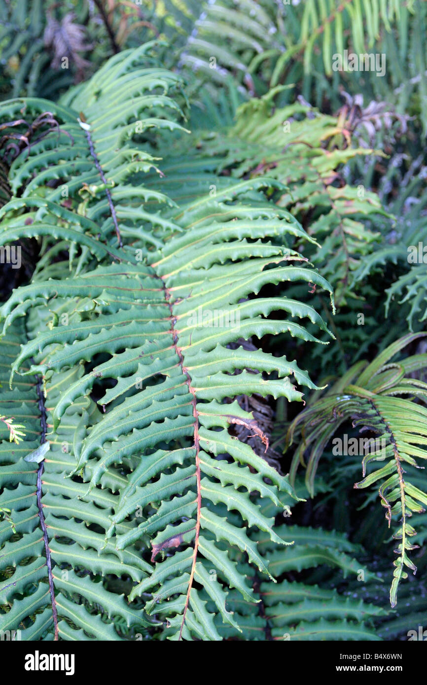 BLECHNUM CHILENSE SYN B CORDATUM HARD FERN Stock Photo