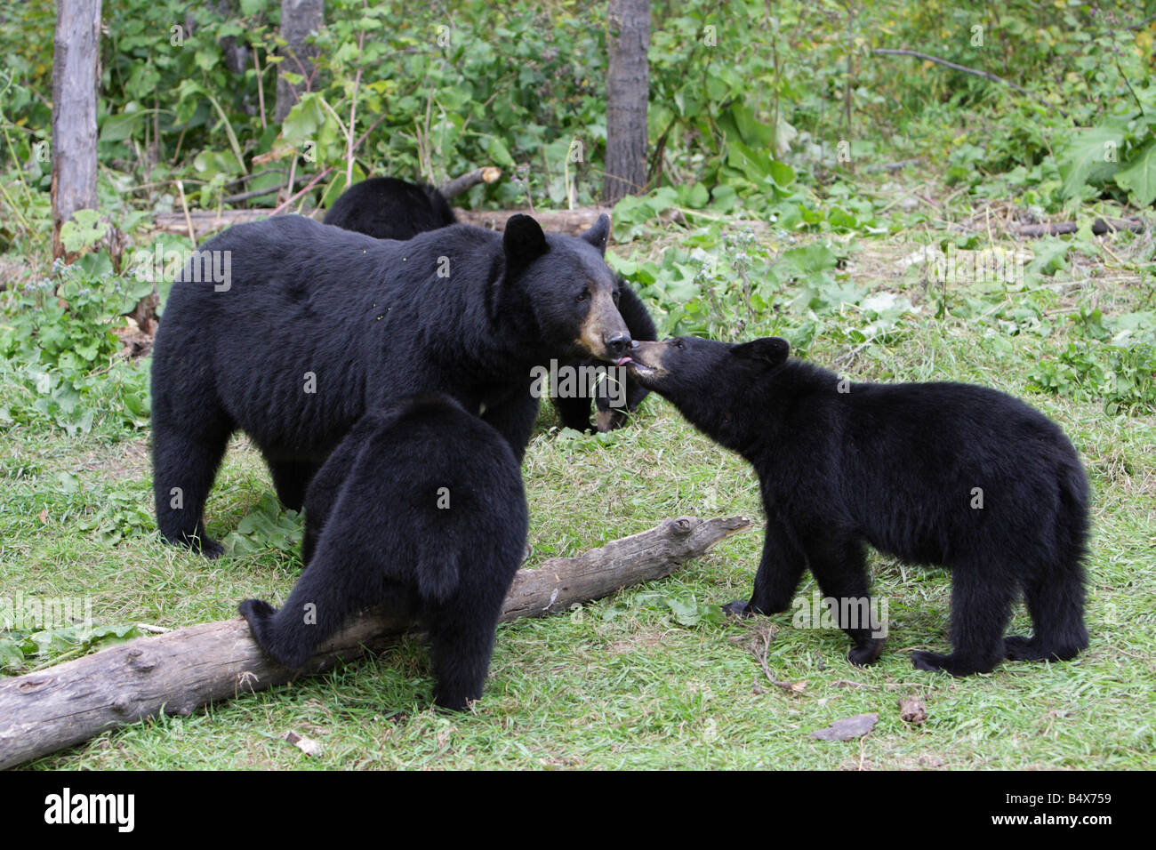 Black Bear Ursus americanus mother greeting her four small cubs in a ...