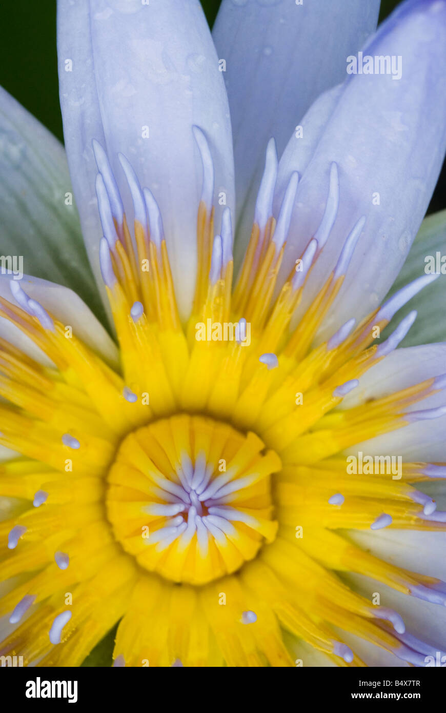 Australian native water lily Nyphaea Blue Stock Photo Alamy