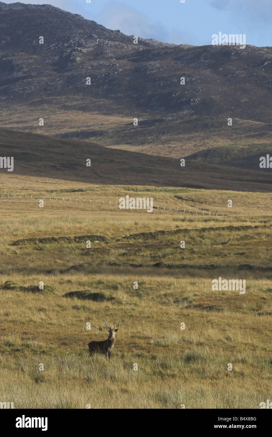 Red deer against Islay hills Stock Photo