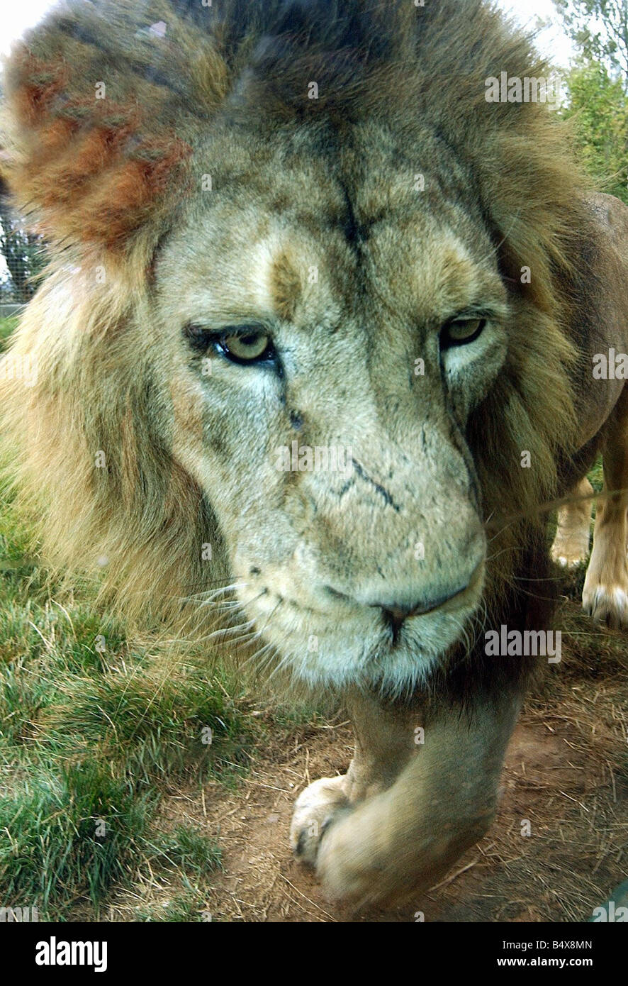 DN6634 3 19 9 02 ROB Lion at Twycross zoo Warwickshire Stock Photo