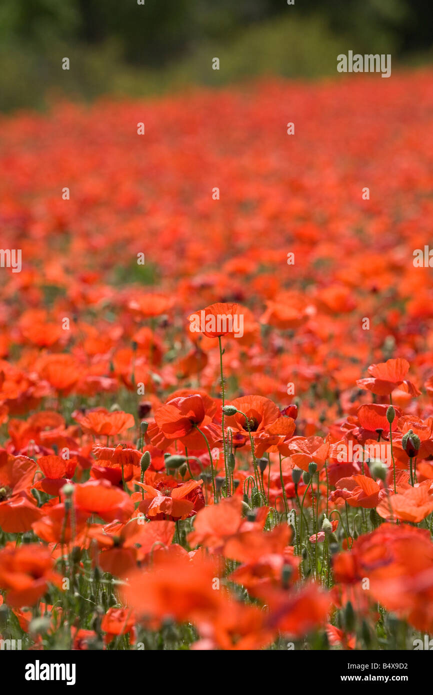 Field full of red corn poppies Stock Photo