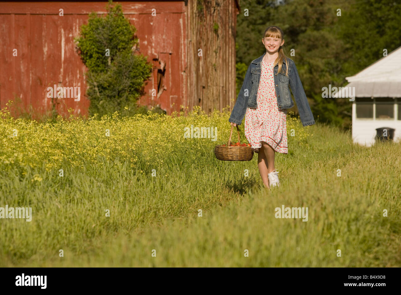 Girl picking strawberries Stock Photo - Alamy