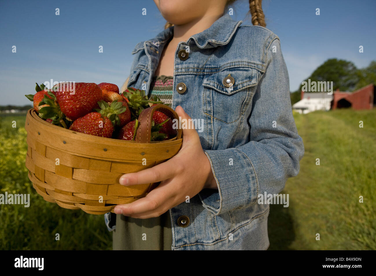 Girl picking strawberries Stock Photo - Alamy