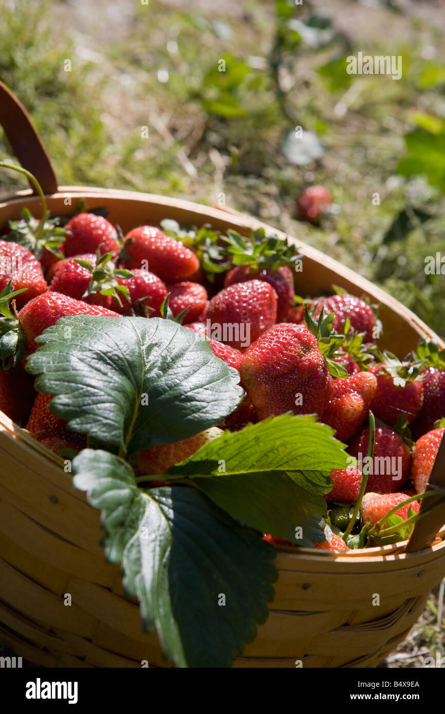 Basket full of fresh strawberries Stock Photo - Alamy