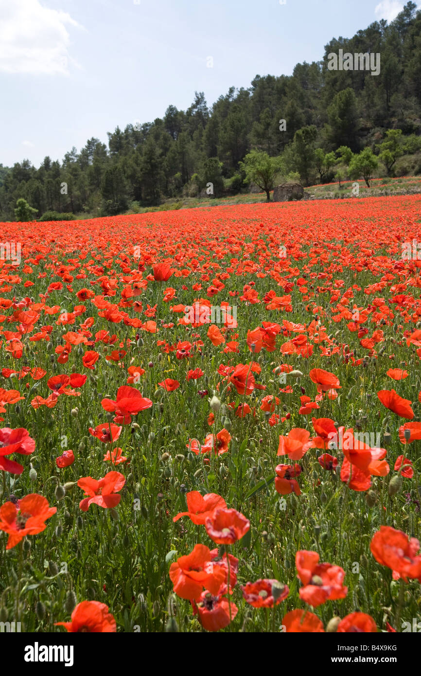 Field full of red corn poppies Stock Photo